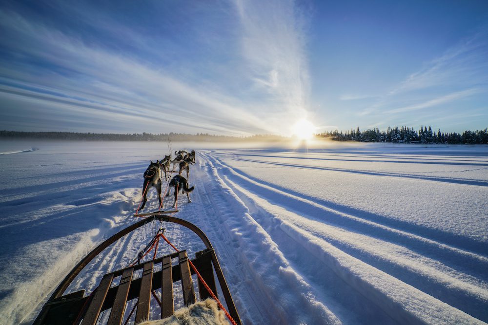 Dog sledding in Northern Sweden
