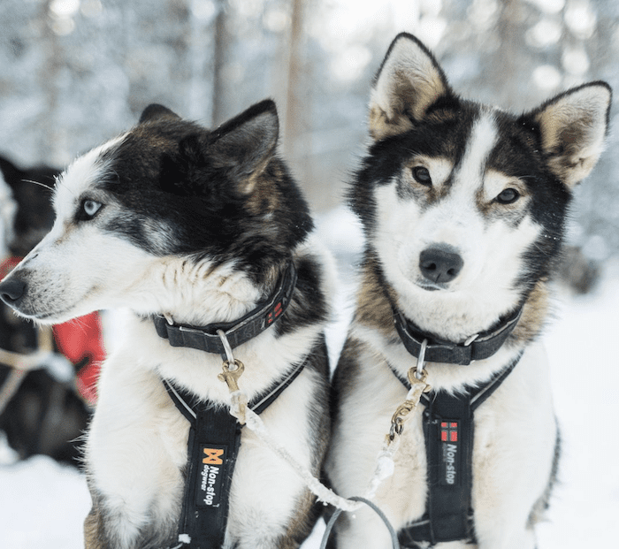 Husky Sledding in Swedish Lapland