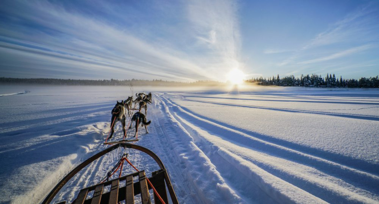Dog sledding in Northern Sweden